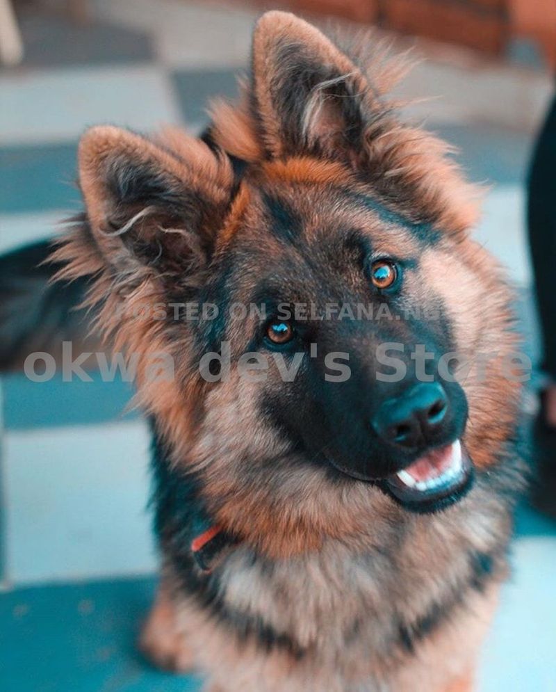 Purebred German Shepherd Puppies (8 Weeks Old, Black & Tan, Heavy Bone Vaccinated)